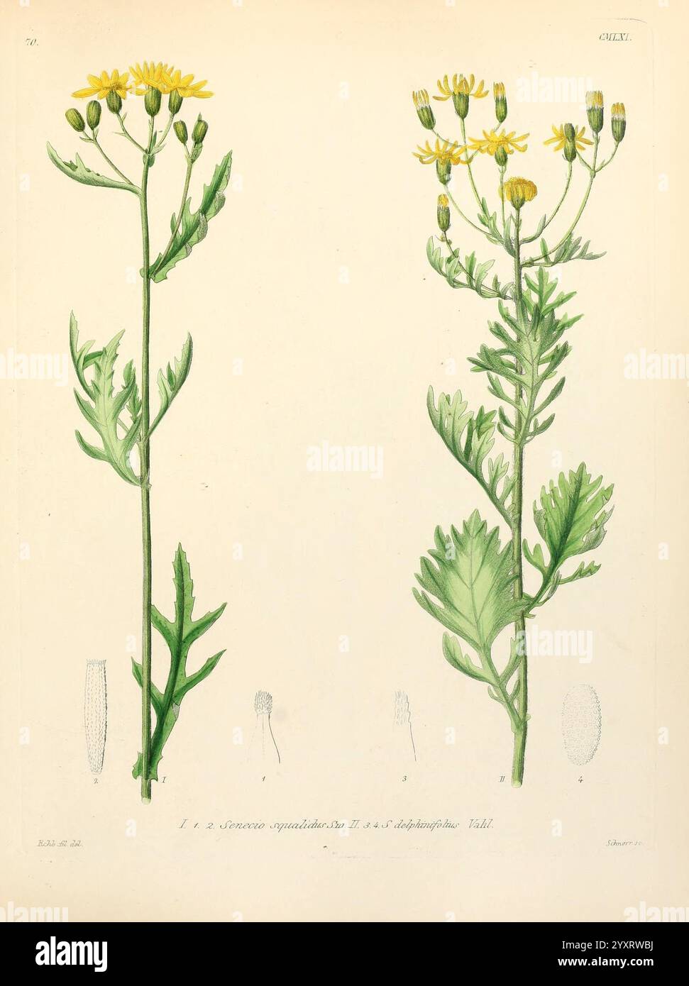 Icones florae Germanicae et Helveticae, Simul Pedemontanae, Tirolensis, Istriacae, Dalmaticae, Austriacae, Hungaricae, Transylvanicae, Moravicae, Borussicae, Holsaticae, Belgicae, Hollandicae, ergo Mediae Europae. Lipsiae, F. Hofmeister 1834-1912. [v. 1, 1850], Europa, Bildwerke, Pflanzen, diese Abbildung zeigt zwei hohe krautige Pflanzen, die sich durch schlanke, aufrechte Stiele und gelbe Blütenköpfe an der Spitze auszeichnen. Die Pflanze auf der linken Seite zeigt längliche Blätter, die tief gelappt und abwechselnd entlang des Stängels angeordnet sind. Die richtige Pflanze stellt eine etwas andere dar Stockfoto