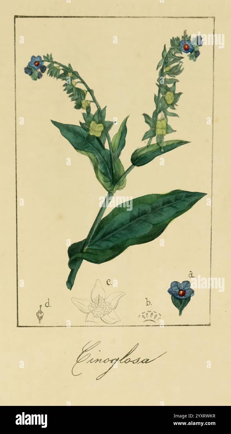 Album de la Flora me?Dico-Farmace?utica e? Industrie, Indi?gena y exo?tica, Madrid, Impr. De la Galeria literaria, 1862-64, Heilpflanzen, Bildwerke, Botanik, ökonomisch, Eine botanische Illustration mit der Pflanze Eninglosa. Das Kunstwerk hebt die Besonderheiten der Pflanze hervor und zeigt mehrere Gruppen kleiner Blumen, die mit blauen Blüten und gelben Mittelpunkten verziert sind. Unterhalb der Hauptdarstellung zeigen kleinere Skizzen verschiedene Winkel der Blüte und des Laubs, die mit den Buchstaben a, b, c und d als Referenz gekennzeichnet sind. Die üppig grünen Blätter sind deutlich sichtbar sichtbar, was die Pflanze betont.“ Stockfoto