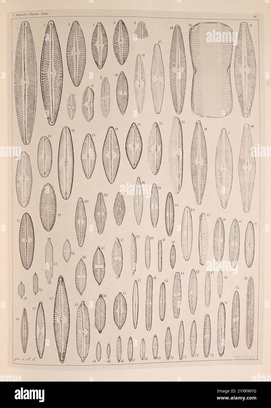 Atlas, der, Diatomaceen-Kunde, Leipzig, O.R. Reisland, 1874-19, Atlanten, Bacillariophyceae, die visuelle Zusammensetzung weist eine systematische Anordnung von länglichen, symmetrischen Formen auf, die verschiedenen Arten von Kieselalgen oder mikroskopischen Algen ähneln. Jede Form ist sorgfältig detailliert mit komplizierten Mustern und Linien, die ihre zarten Formen betonen. Die Abbildung ist in nummerierte Abschnitte gegliedert, so dass eine einfache Referenz auf jede einzelne Probe möglich ist. Die Gesamtpräsentation zeigt die Vielfalt und Komplexität dieser mikroskopischen Organismen und zeigt ihre wissenschaftliche Bedeutung Stockfoto