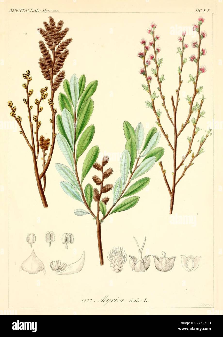 Icones florae Germanicae et Helveticae, Simul Pedemontanae, Tirolensis, Istriacae, Dalmaticae, Austriacae, Hungaricae, Transylvanicae, Moravicae, Borussicae, Holsaticae, Belgicae, Hollandicae, ergo Mediae Europae. Lipsiae, F. Hofmeister, 1834-1912. [v. 1, 1850], Europa, Bildwerke, Pflanzen, die Abbildung zeigt eine Sammlung botanischer Exemplare, die verschiedene Äste und Blätter zeigen. In der Mitte sind zwei unterschiedliche Laubtypen hervorzuheben, jede mit einzigartigen Blattformen und -Texturen. Um diese herum befinden sich kleinere Zweige, die mit Blumen- und Fruchtblumen geschmückt sind, die das b ergänzen Stockfoto