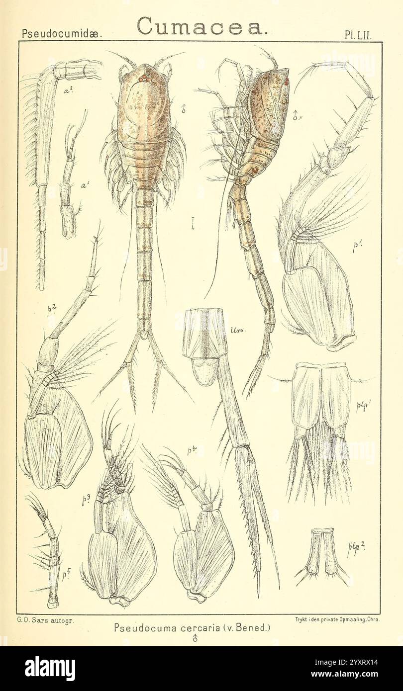 Ein Bericht über die Crustacea von Norwegen, Christiania, A. Cammermeyer, 1895-1928. Krustentiere, Norwegen, Krebstiere, die Abbildung zeigt eine detaillierte Untersuchung von Meeresorganismen aus der Cumacea-Ordnung, die verschiedene anatomische Merkmale der Pseudocuma-Arten zeigt. Das Bild hebt verschiedene Körperteile hervor, wie den segmentierten Körper, Antennen und die unterschiedliche Morphologie der Gliedmaßen. Jedes Teil ist mit numerischen Referenzen versehen, um die Übersichtlichkeit zu verbessern, sodass eine einfache Identifizierung und ein Vergleich zwischen den dargestellten Arten möglich ist. Die unterschiedlichen Strukturen unterstreichen die Komplexität und Anpassung dieser Krebstiere Stockfoto