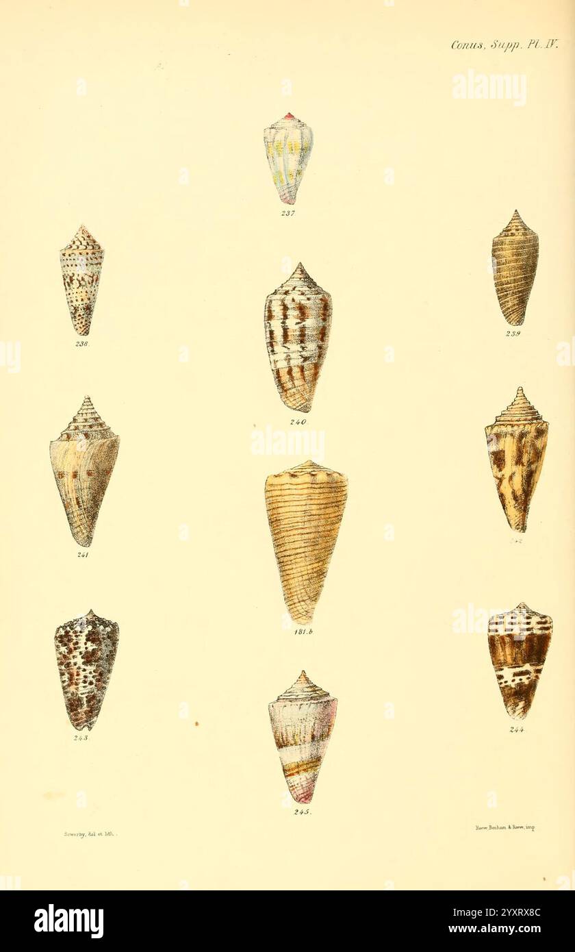 Conchologia iconica oder Illustrationen der Muscheln von Molluscous-Tieren. v.1 London, Reeve, Brothers, 1843-1878. Mollusks, Pictorial Works, Muscheln, Eine Sammlung verschiedener Arten von Muscheln, die jeweils einzigartige Muster und Formen zeigen. Die Schalen sind in einem systematischen Layout angeordnet und zeigen eine Reihe von Formen von langen und konischen bis hin zu abgerundeten Formen. Jede Schale ist nummeriert, was einen Verweis auf ihre spezifischen Klassifizierungen enthält. Die komplizierten Texturen und Details der Muscheln unterstreichen die Vielfalt der Meereslebewesen und veranschaulichen sowohl die natürliche Schönheit als auch die wissenschaftliche Bedeutung Stockfoto