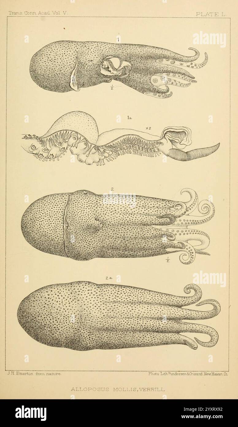 Die Kopffüßer der Nordostküste Amerikas, New Haven, Conn, Connecticut Academy of Sciences, 1879-1881, Atlantikküste, Atlantikküste Nordamerika, Cephalopoda, RiesenTintenfische, Nordamerika, Monster sind echt. Tintenfisch, Alloposus mollis, Haliphron atlanticus, siebenarmiger Oktopus, Septipus, Taxonomie: Familie = Alloposidae, Octopoda, Taxonomie: Klasse = Cephalopoda, Taxonomie: phylum = Mollusca, Taxonomie: königreich = Animalia, wirbellose Tiere, diese Illustration zeigt verschiedene anatomische Zeichnungen der Art Alloposus mollis, allgemein bekannt als das Papier nautilus. In jeder Abbildung wird dist hervorgehoben Stockfoto