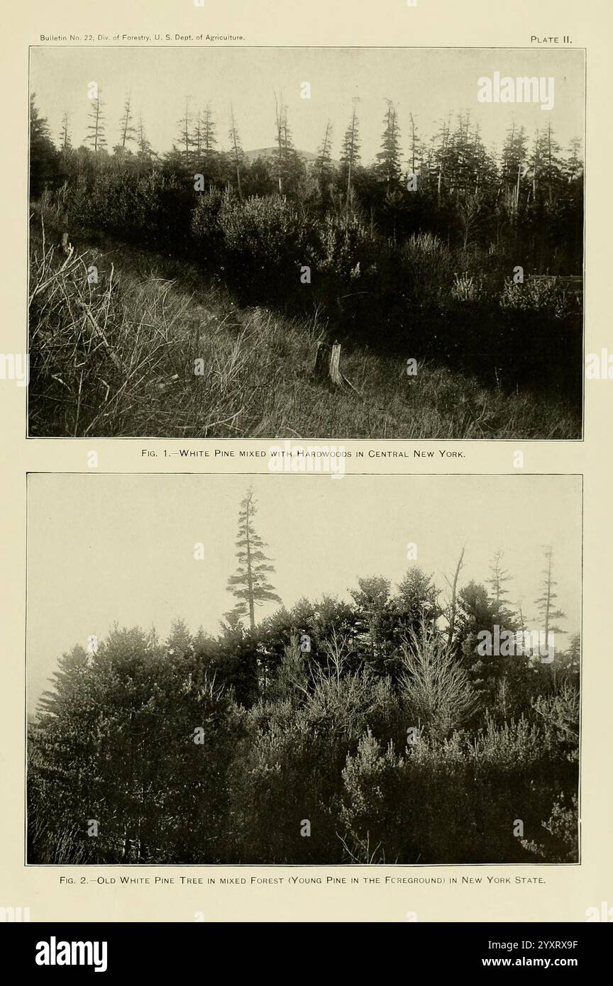 Die Holzkiefer im Süden der Vereinigten Staaten, Washington, Govt. Drucken, 1896. Pinus, Southern States, Wood, die Szene auf der Spitze zeigt eine Landschaft mit weißen Kiefern, durchsetzt mit verschiedenen Hartholzarten, die die vielfältige Waldzusammensetzung im Zentrum von New York hervorheben. Das Gebiet scheint einer sorgfältigen Bewirtschaftung unterzogen worden zu sein, was durch das dünne Unterholz und die offenen Flächen zwischen den Bäumen deutlich wird. Stockfoto