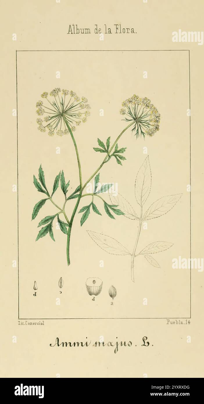 Album de la Flora me?Dico-Farmace?utica e? Industrie, Indi?gena y exo?tica, Madrid, Impr. De la Galeria literaria, 1862-64, Wirtschaft, Botanik, Heilpflanzen, der New York Botanical Garden, Pictorial Works., eine Illustration der botanischen Art Ammi Majus, auch bekannt als Bishop's Flower. Die Komposition zeigt eine detaillierte Darstellung der Pflanze, die ihre zarten, schirmförmigen Gruppen winziger, gelber Blüten auf schlanken Stämmen zeigt. Die Blätter sind aufwändig gezeichnet, wodurch ihre gefiederten und gezackten Kanten hervorgehoben werden. Unten zeigt eine Reihe kleinerer Abbildungen die Samen von Th Stockfoto