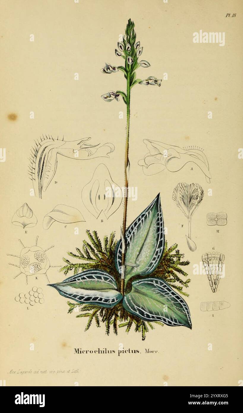 Annales de la Société royale d'Agriculture et de botanique de Gand, Gand, Société royale d'Agriculture et de botanique, 1845-1849, Botanik, Gartenbau, Gesellschaften, Blumen, Microchilus pictus, das Bild zeigt eine botanische Illustration der Pflanze Microchiluis pictus, die ihren charakteristischen, langgezogenen Stiel mit zarten Blüten an der Spitze zeigt. Die Hauptdarstellung wird durch detaillierte Skizzen verschiedener Pflanzenteile flankiert, darunter die Blütenstruktur, die Blattmorphologie und die Fortpflanzungskomponenten. Die Blätter weisen ein strukturiertes Aussehen mit hervorstehenden Adern und komplizierten Mustern auf Stockfoto