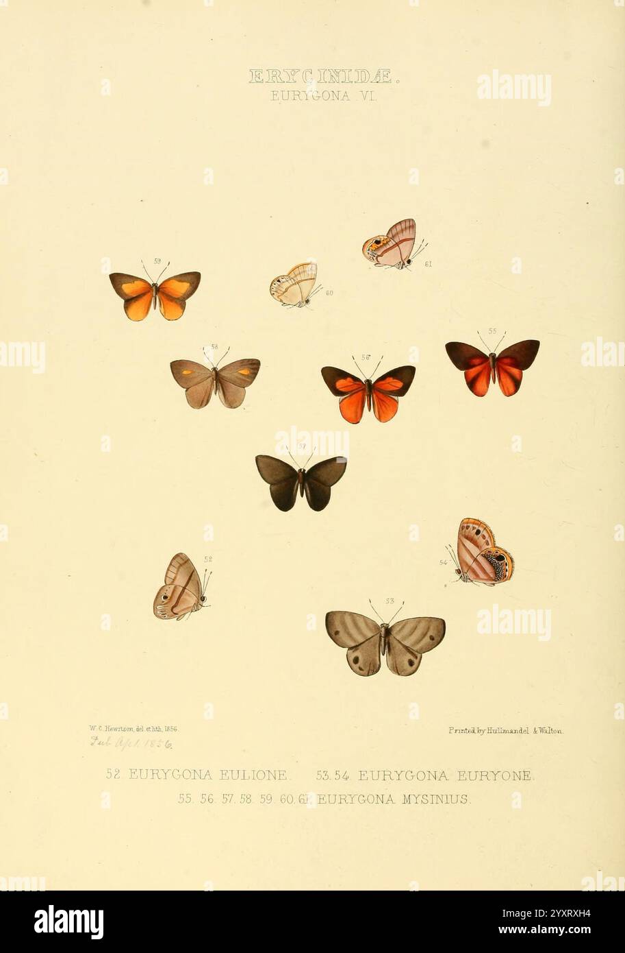 Illustrationen neuer Arten exotischer Schmetterlinge London, John Van Voorst, 1856-1876. Schmetterlinge, geografische Verteilung, Schmetterlinge, Bildwerke, Speziation, die Komposition zeigt eine Sammlung kunstvoll illustrierter Schmetterlinge, die unter der Gattung Eutrygona kategorisiert sind. Bei der Hervorhebung verschiedener Arten ist jeder Schmetterling mit Zahlen gekennzeichnet, die seinen spezifischen Kennungen entsprechen. Die ausgestellten Schmetterlinge zeigen eine Reihe von Farben und Mustern, die die Vielfalt innerhalb dieser Gattung verdeutlichen. Mit Liebe zum Detail erfasst das Bildmaterial die empfindlichen Elemente und symmetrischen Flügel Stockfoto