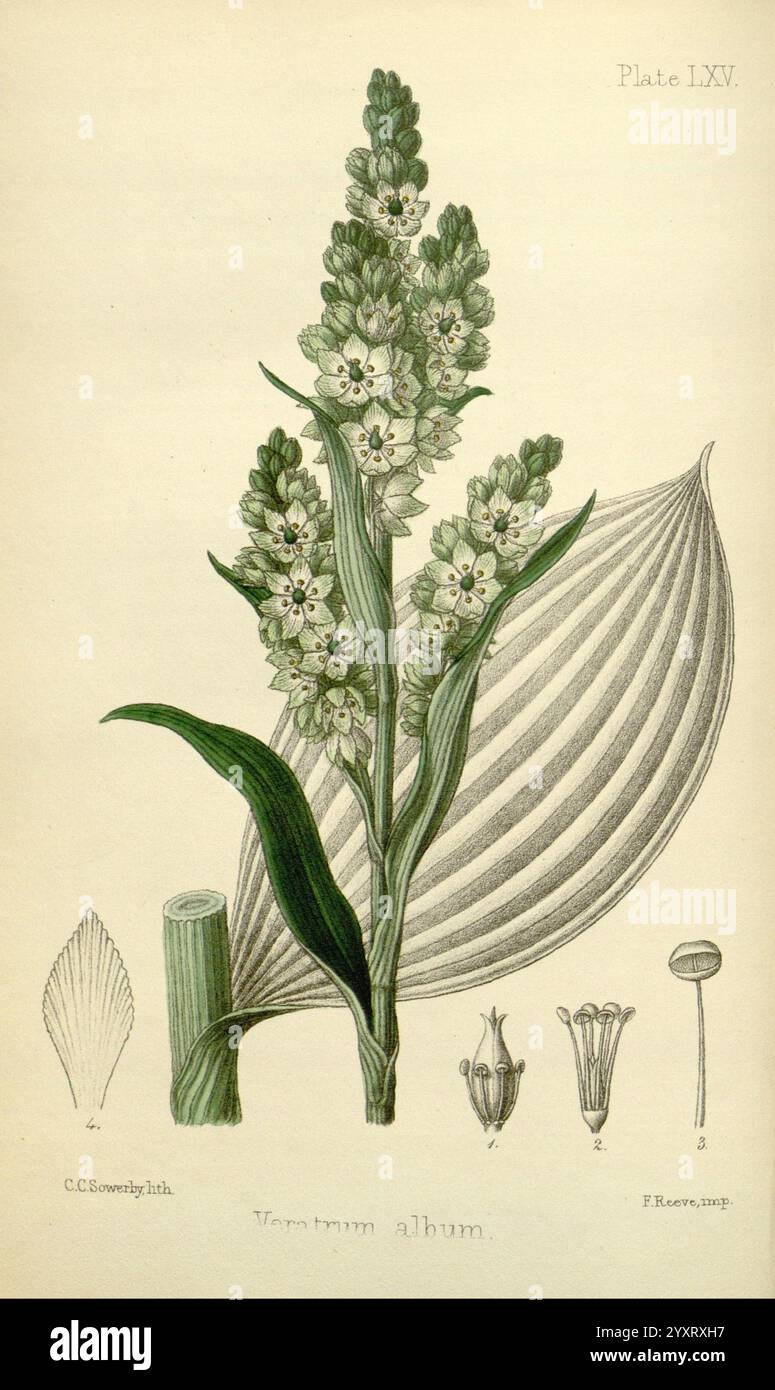 The Flora homoeopathica, London, Leath & Ross, 1852-1853, Botanik, Homöopathie, Bildwerke, Veratrum Album, Botanik Medizin, Materia medica Gemüse, materia medica and Therapeutics, Eine botanische Illustration, die die Pflanze zeigt, bekannt als **Veratrum Album**, gemeinhin als weißer Hellebore bezeichnet. Die detaillierte Darstellung zeigt einen blühenden Dorn mit zahlreichen kleinen, weißen Blüten, die durch komplizierte Blütenblätter und sichtbare Staubblätter gekennzeichnet sind. Die zentrale Blüte wird von großen, breiten Blättern flankiert, die eine charakteristische gerippte Struktur aufweisen. Die Hauptabbildung wird durch kleinere Skizzen ergänzt Stockfoto