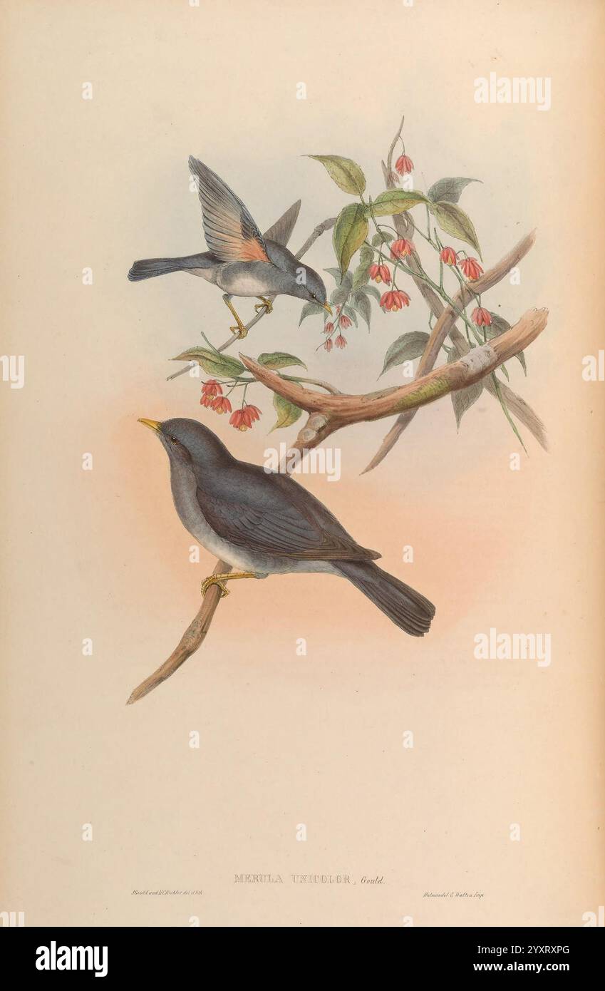 Birds, of, Asia, by, John, Gould, London, gedruckt von Taylor and Francis, Pub, by, the, Autor 1850-1883, Asien, Vögel, Bilder, Werke, Eine detaillierte Illustration mit zwei Vögeln auf einem Zweig mit zarten Blüten. Der Vogel im Vordergrund zeigt ein sattes, schiefergraues Gefieder mit subtilen Schattierungsvarianten, während sein Begleiter, der mitten im Flug erfasst wurde, lebendige Akzente setzt. Die Kulisse aus Blättern und Blumen verleiht einen Hauch von natürlicher Schönheit und schafft eine harmonische Szene, die die Anmut und Eleganz des Vogellebens unterstreicht. Die Abbildung ist fein detailliert und zeigt t Stockfoto