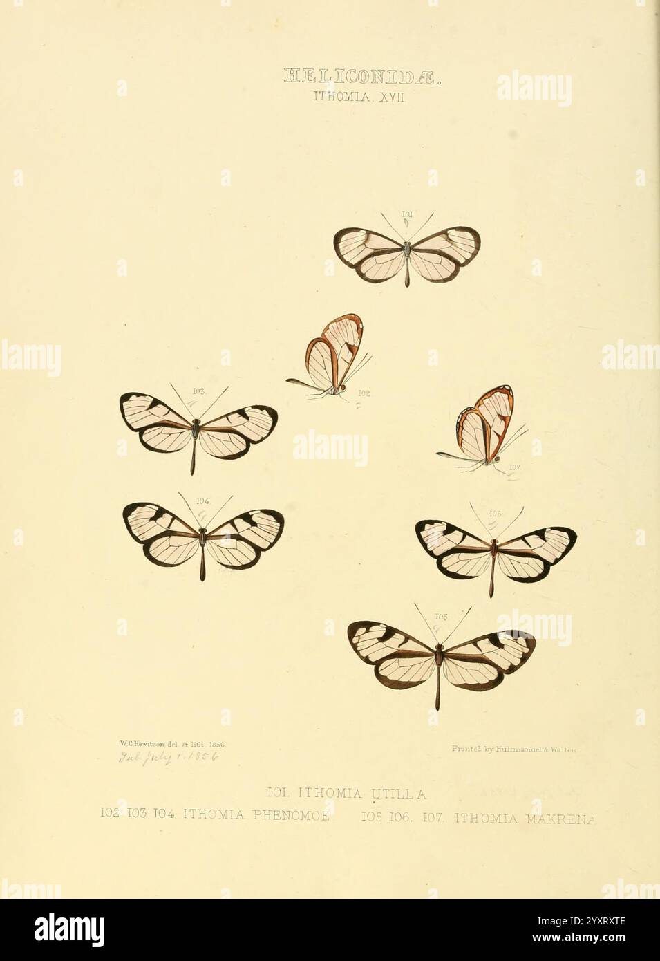 Illustrationen von neuen Arten exotischer Schmetterlinge, London, John Van Voorst, 1856-1876, Schmetterlinge, geographische Verteilung, Schmetterlinge, Bildwerke, Speziation, die Illustration zeigt eine Sammlung von Schmetterlingen der Gattung Ithomia, die speziell als Ithomia XVII bezeichnet werden, wobei verschiedene Arten und ihre Besonderheiten hervorgehoben werden. Jeder Schmetterling ist akribisch gerendert und zeigt komplizierte Flügelmuster und -Strukturen. Die dargestellten Arten umfassen Ithomia juila, Ithomia pernmoe und Ithomia marerea, mit detaillierten Anmerkungen, die die Anzahl der Exemplare angeben. Diese wissenschaftliche Repräsentation Stockfoto