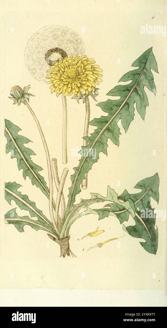 Svensk botanik Stockholm, Tryckt hos C. Delén, 1802-[1843], Plants, Sweden, the New York Botanical Garden, Pictorial Works., Eine botanische Illustration einer Löwenzahnpflanze, die ihre charakteristischen zerklüfteten grünen Blätter und leuchtend gelben Blüten in verschiedenen Blütestadien zeigt. Die detaillierte Darstellung zeigt mehrere Stiele, wobei eine Blume vollständig geöffnet und andere noch in Knospen sind. Im Hintergrund trägt eine komplizierte Darstellung des Samenkopfes des Löwenzahns zur Zusammensetzung bei und unterstreicht den Lebenszyklus der Pflanze. Die zarte Zeichnung betont die Texturen der Blätter und Blütenblätter sowie fein Stockfoto