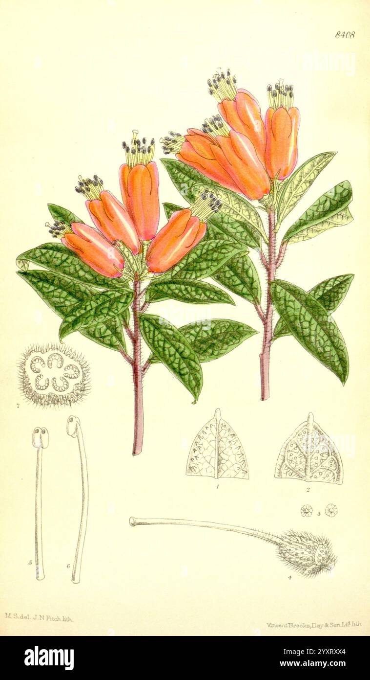 Curtis's Botanical Magazine London New York Botanical Illustration Botany Periodicals Pictorial Works Plants Ornamental Curtis, die Illustration zeigt leuchtende orange röhrenförmige Blüten, die in Gruppen angeordnet sind, umgeben von üppigen grünen Blättern mit komplizierten Adern. Das zentrale Blumenbild wird von detaillierten botanischen Skizzen begleitet: Eine zeigt die verschiedenen strukturellen Komponenten der Blume, einschließlich der Fortpflanzungsteile, während andere Blattstrukturen und zusätzliche Merkmale der Pflanze zeigen. Das Gesamtdesign unterstreicht die natürliche Schönheit und die komplizierten Details des botanischen Themas. Stockfoto