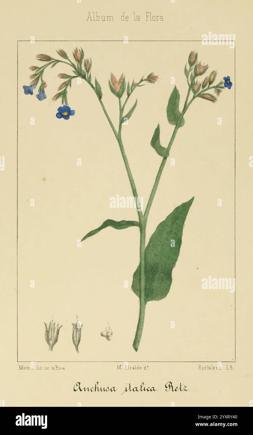 Album de la Flora me?Dico-Farmace?utica e? Industrie, Indi?gena y exo?tica, Madrid, Impr. De la Galeria literaria, 1862-64, Botanik, Wirtschaft, Heilpflanzen, malachit, Eine botanische Illustration mit der Pflanze Anchusa italica, bekannt für ihre auffälligen blauen Blüten. Die Zeichnung zeigt den schlanken grünen Stiel der Pflanze, der mit zarten Blättern und Knospen verziert ist, von denen einige blühen. Unter der Hauptabbildung befinden sich detaillierte Darstellungen von Blütenkomponenten, einschließlich geschlossener Knospen und einer offenen Blüte, die einen Einblick in die anatomischen Merkmale von t geben Stockfoto