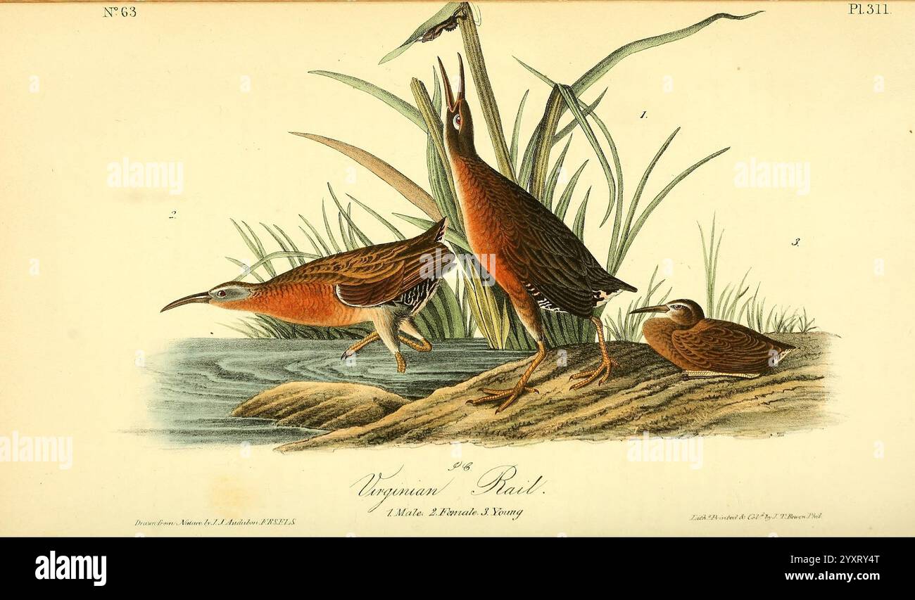 Die Vögel, von Amerika, New York, J. B, Chevalier, 1840-1844, Birds, North, Amerika, John, James, Audubon, Bild, diese Illustration zeigt eine Gruppe von drei Wasservögeln, bekannt für ihre langen Körper und charakteristischen langen Schnäbel, die in einem natürlichen Lebensraum gefangen werden. Sie werden zwischen hohen Gräsern dargestellt, was auf eine Feuchtlandschaft hindeutet. Die Vögel werden mit unterschiedlichen Posen gezeigt, einige tauchen und andere sind anmutig, um ihre einzigartigen Anpassungen für das Leben im Wasser zu veranschaulichen. Die komplizierten Details betonen ihr Gefieder und unterstreichen die subtilen Farbvariationen und Texturen, die sich daraus ergeben Stockfoto