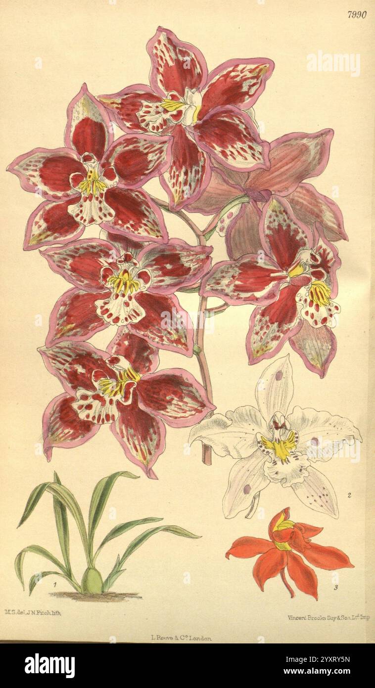 Curtis Botanical Magazine London, New York Botanical Illustration Botany Zeitschriften Pictorial Works pflanzt ornamental Curtis, Eine wunderschön illustrierte Sammlung von Orchideen mit komplizierten Blumendetails. Der Schwerpunkt liegt auf einer Gruppe von leuchtenden Blumen mit satten, roten Blütenblättern, die mit zarten weißen und burgunderroten Markierungen verziert sind, die ihr exotisches Aussehen unterstreichen. Unten ist eine einzelne weiße Orchidee abgebildet, die eine elegante Form und subtile Muster zeigt. In der unteren Ecke ist eine kleinere, leuchtend rote Orchidee dargestellt, die die Gesamtkomposition ergänzt. Die botanische Zeichnung hoch Stockfoto