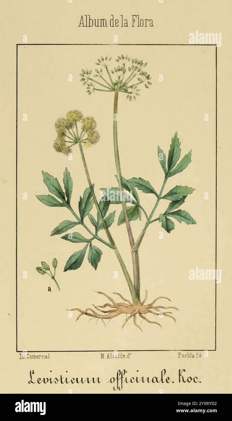 Album de la Flora me?Dico-Farmace?utica e? Industrielle Indi?gena y exo?tica Madrid impr. De la Galeria literaria 1862-64 Botanik ökonomische medizinische Pflanzen Bildwerke der New York Botanical Garden zeigt eine botanische Illustration, die Levisticum officinale, allgemein bekannt als Lovage, zeigt. Die Pflanze ist detailliert dargestellt, mit ihren charakteristischen gezackten grünen Blättern, blühenden Stielen und kleinen, clusterartigen gelblichen Blüten an der Spitze. Unten sind die Wurzeln der Pflanze sichtbar, was der Abbildung Tiefe verleiht. Der Text oben lautet Album de la Flora, was auf eine Zusammenstellung hinweist Stockfoto