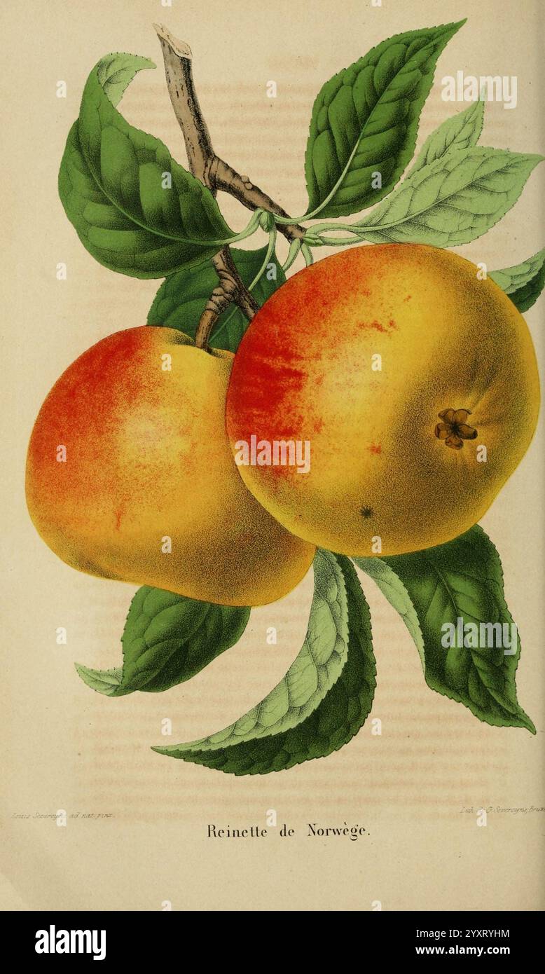 Belgique Horticole Liége Botany Horticulture Periodicals Plants, Eine detaillierte Darstellung von zwei Reifen Reinette de Norvège Äpfeln, die ihre leuchtend gelbe Haut mit einem roten Rot unterstreichen. Die Früchte werden von üppig grünen Blättern begleitet, die ihre natürliche Frische betonen. Die Komposition betont die glatte Textur und die sanfte Krümmung der Äpfel, was ein Gefühl von Ernte und Fülle weckt. Stockfoto