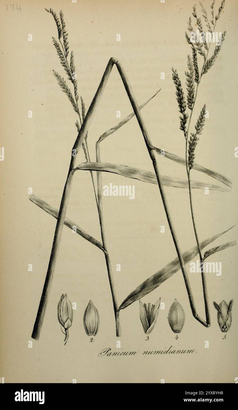 Art Graminum, Petropoli, Impensis Academiae Imperialis Scientiarum, 1828-1836, Gramineae, Bildwerke, Gräser, die Abbildung zeigt verschiedene Elemente der Pflanze Panicum nummulianum, die stilisiert dargestellt werden. In der Mitte ist der Hauptstamm mit seiner markanten Struktur deutlich sichtbar. Flankiert den Stamm durch charakteristische Blütenstände auf schmalen Ästen, die das natürliche Wachstumsmuster der Pflanze betonen. Darunter finden Sie eine Reihe botanischer Details, einschließlich gekennzeichneter Zeichnungen der Samen und Blütenteile der Pflanze. Jedes Element ist sorgfältig gefertigt Stockfoto