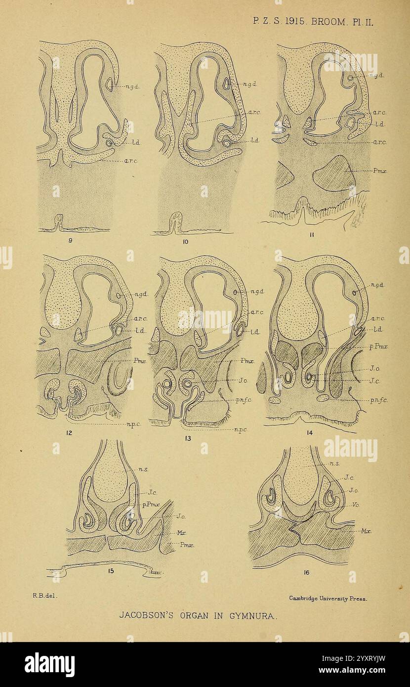 Diese Illustration zeigt detaillierte anatomische Diagramme, die Jacobsons Organ in der Art Gymnura darstellen. Die Reihe von Skizzen hebt verschiedene Aspekte der Orgelstruktur hervor und zeigt verschiedene Ansichten und Querschnitte. Jede beschriftete Figur bietet eine einzigartige Perspektive, die Einblicke in die Morphologie des Organs und seine Bedeutung im Kontext der Artenbiologie bietet. Die beschrifteten Details verbessern das Verständnis der anatomischen Merkmale und tragen zum Studium der sensorischen Orga bei Stockfoto