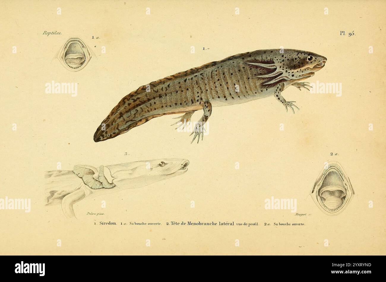 Erpétologie générale, ou, Histoire naturelle complète des reptiles Paris, Roret, 1834-1854. Amphibien, Herpetologie, Reptilien, André Marie Constant Duméril, Auguste Henri André Duméril, Gabriel Bibron, Jean Gabriel Prêtre, Siredon harlanii, Ambystoma tigrinum, Tigersalamander, Menobranchus lateralis, Necturus maculosus, Mudpuppy, die Abbildung zeigt eine detaillierte Darstellung eines Salamanders, der seinen langgestreckten Körper, seine ausgeprägte Färbung und Muster entlang seines Rückens betont. Neben der Hauptfigur befinden sich zwei kleinere Darstellungen: Eine zeigt den Kopf von der Seite und hebt ihn hervor Stockfoto