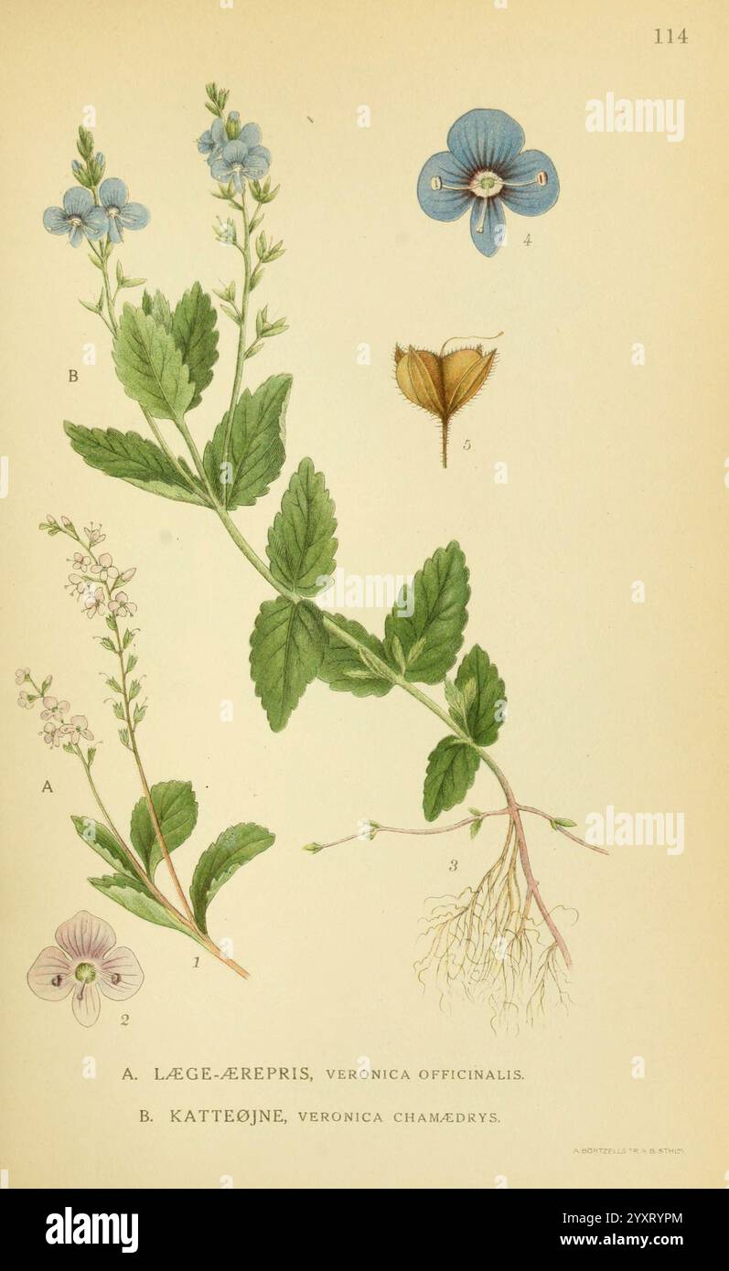 Billeder zeigt mehrere botanische Exemplare, darunter Veronica officinalis, auch bekannt als speedwell. Die Hauptpflanze ist mit ihrem charakteristischen grünen Stamm und Blättern dargestellt, begleitet von zarten blauen Blüten. Auf der rechten Seite wird eine komplizierte Zeichnung von Veronica chamaedrys oder Germander speedwell präsentiert, die seine Besonderheiten, einschließlich der Blüte und des Laubs, hervorhebt. Detaillierte Etiketten beschriften die verschiedenen Pflanzenteile, einschließlich Wurzeln und Blüten, und bieten eine umfassende Anleitung zur Identifizierung. Diese pädagogische Darstellung betont den Co Stockfoto