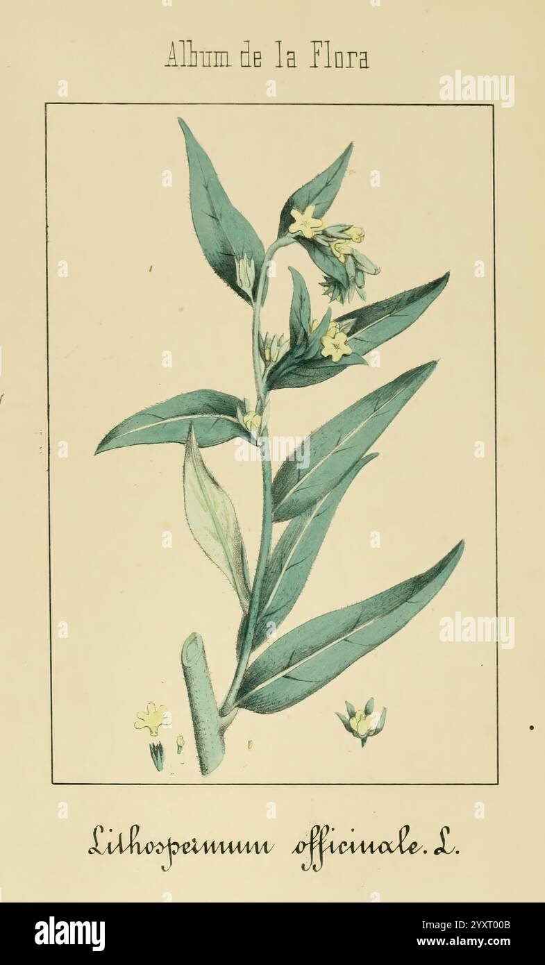 Album de la Flora me?Dico-Farmace?utica e? Industrie, Indi?gena y exo?tica, Madrid, Impr. De la Galeria literaria, 1862-64, Heilpflanzen, Bildwerke, Botanik, ökonomisch, Eine botanische Illustration mit der Pflanze Lithospermum officinale L. das Bild zeigt den schlanken grünen Stamm der Pflanze, der mit langen, lanzenförmigen Blättern verziert ist. Zarte, kleine gelbe Blüten blühen entlang des Stängels und einige Knospen sind sichtbar, was den Lebenszyklus der Pflanze anzeigt. Die Illustration wird von dem Titel Album de la Flora begleitet, was auf den Ursprung einer botanischen Sammlung hindeutet. Die Gesamtvorgabe Stockfoto