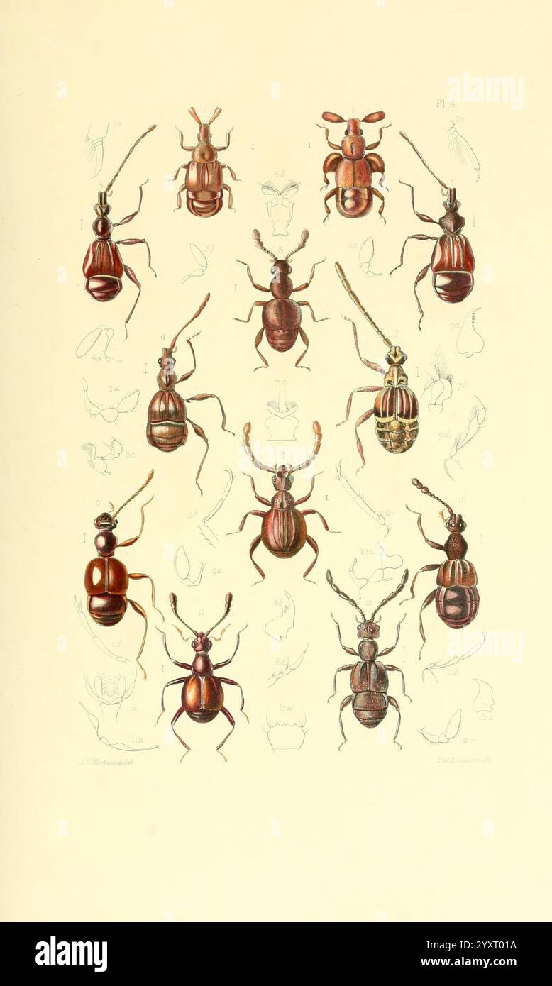 Thesaurus Entomologicus Oxoniensis Oxford auf der Clarendon Press 1874 Insektenidentifikation Arthropoda Entomologie Klassifizierung Arthropoden, Eine Sammlung verschiedener Käfertypen, die in einem systematischen Layout gezeigt werden und ihre komplexen Formen und ihre ausgeprägte Färbung zeigen. Jedes Exemplar weist einzigartige Muster und Texturen auf, die die Vielfalt dieser Insektengruppe deutlich machen. Im Hintergrund deuten schwache Umrisse zusätzlicher Insekten auf weitere Untersuchungen und Untersuchungen hin, während die Anordnung die feinen Details ihrer Exoskelette und Antennen betont. Die Komposition spiegelt einen Scienti wider Stockfoto