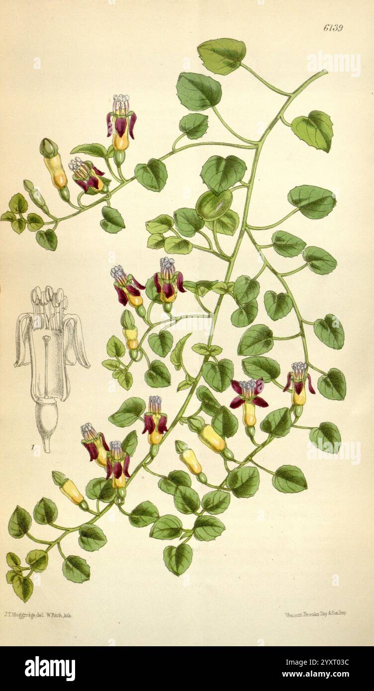 Curtis's Botanical Magazine London New York etc. Botanische Illustration Botanik Zeitschriften Bildwerke Pflanzen ornamentale Fuchsia procumbens fuchsia onagrarieae Neuseeland John Traherne Moggridge Walter Hood Fitch fuchsia Bodencover Curtis Walter Hood Fitch NZ Arten zeigt die Illustration eine botanische Studie einer Kletterpflanze, die sich durch ihre zarte rebenartige Struktur auszeichnet. Das Grün zeigt eine Reihe üppiger, spitzer Blätter, die zum Gesamtdesign der Pflanze beitragen. Unter den Blättern blühen kleine, markante Blüten, die eine Kombination aus tiefem Violett darstellen Stockfoto
