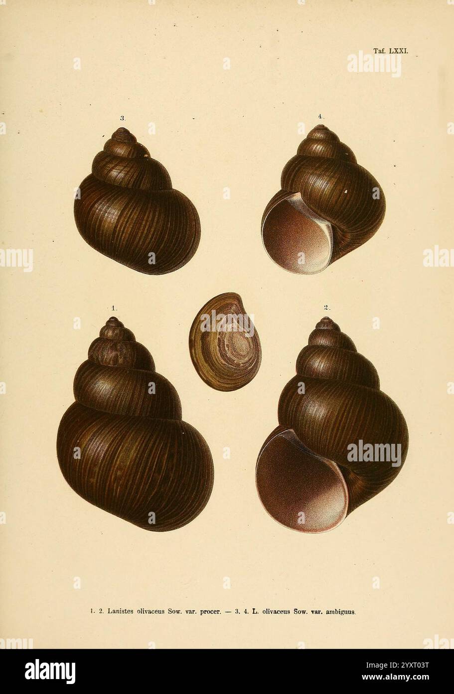 Novitates conchologicae Cassel T. Fischer 1854-79 Mollusken Bildwerke Lanistes olivaceus, die Illustration zeigt eine detaillierte Untersuchung verschiedener Ansichten einer bestimmten Art von Schneckenschale, zeigt ihre einzigartige Spiralform und komplizierte Muster. Fünf nummerierte Darstellungen stellen das Schalenelement aus mehreren Winkeln dar, einschließlich einer Seitenansicht, einer Top-down-Perspektive und einer Innenansicht, die die glatten Kurven und die Textur der Oberfläche betont. Die Illustration soll ein gründliches Verständnis der Morphologie der Schale vermitteln und einen Beitrag zur Untersuchung ihrer Artenklassifizierung und Biologica leisten Stockfoto