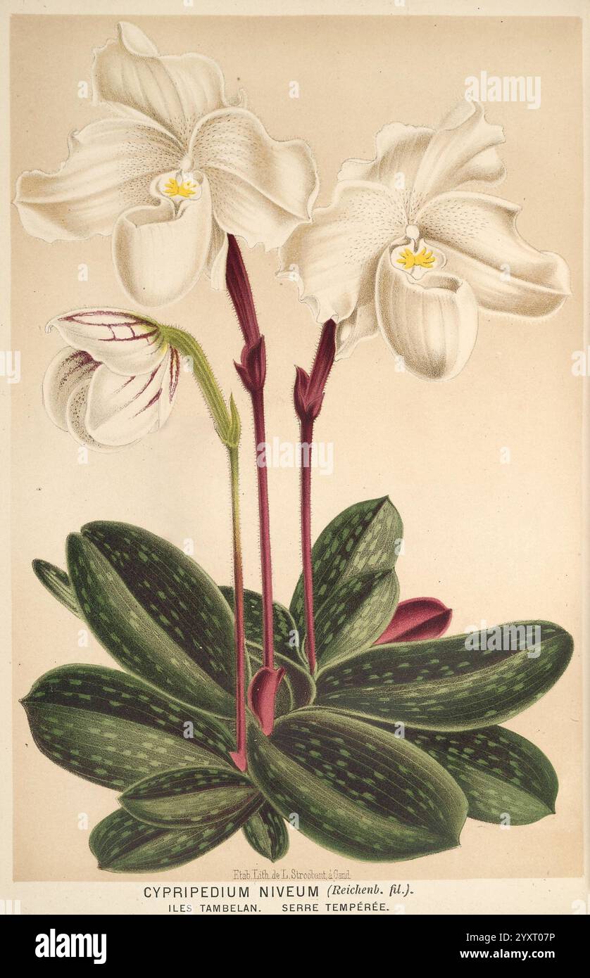 L'Illustration Horticole, Gand, Belgien, Imprimerie et Lithographie de F. et E. Gyselnyck, 1854-1896, Blumenzucht, Gartenbau, Gewächshäuser, Gartenbau, Periodika, Cypripedium, Pflanze, die Illustration zeigt eine exquisite Darstellung der Cypripedium niveum Orchidee, die ihre zarten Blüten vor dem Hintergrund üppig grüner Blätter zeigt. Die Orchidee zeichnet sich durch ihre einzigartige beutelförmige Blüte aus, die elegant über einer Gruppe breiter, gefleckter Blätter aufragt. Die komplizierten Details der Blütenblätter unterstreichen die raffinierte Schönheit der Orchidee, wobei die dezenten Farbabstufungen alles unterstreichen Stockfoto