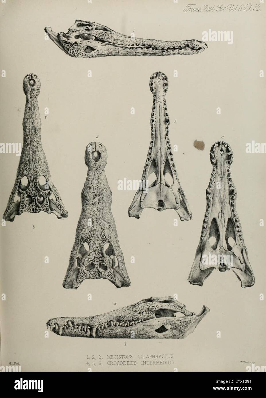 Transaktionen, of, the, Zoological, Society, of, London, Zoological, Society, of, London, by, Academic, Press, Krokodil, Zoologie., diese Abbildung zeigt eine detaillierte Untersuchung verschiedener Schädel von verschiedenen Arten von Krokodilen. Der obere Abschnitt zeigt ein Profil eines Schädels, das die längliche Schnauze und markante Merkmale zeigt, die für diese Reptilien typisch sind. Die zentralen Figuren zeigen zusätzliche Ansichten von Krokodilschädeln und heben Unterschiede in der Struktur hervor, wie die Ornamentik und Öffnungen für Sinnesorgane. Die untere Reihe enthält drei Perspektiven eines anderen Schädels, die betont werden Stockfoto