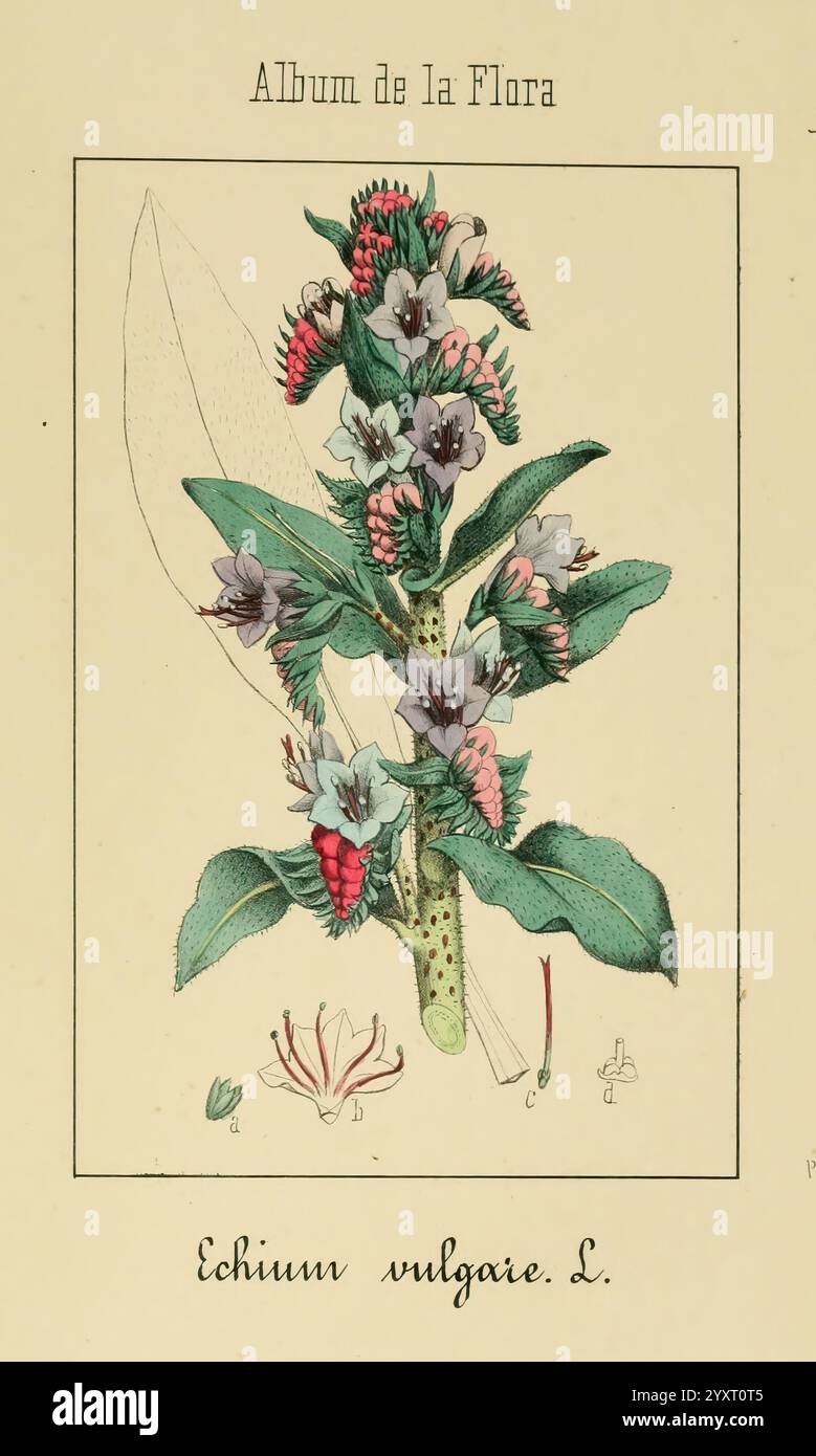Album de la Flora me?Dico-Farmace?utica e? Industrie, Indi?gena y exo?tica, Madrid, Impr. De la Galeria literaria, 1862-64, Heilpflanzen, Bildwerke, Botanik, ökonomisch, Eine wunderschön illustrierte botanische Darstellung von Echium vulgare, allgemein bekannt als Viper's Bugloss. Das Kunstwerk zeigt den Stamm der Pflanze, der mit leuchtend blauen und violetten Blüten verziert ist, durchsetzt von grünen Blättern mit markanten gezackten Kanten. Unterhalb der Hauptabbildung sind zusätzliche Blumenelemente und ein detailliertes Etikett zur Kennzeichnung der Art zu sehen. Das Design ist elegant eingerahmt Stockfoto