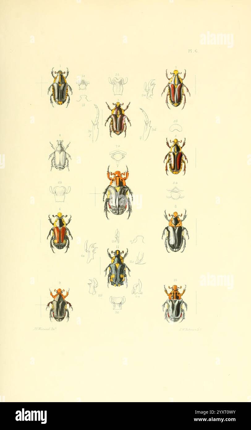 Thesaurus, Entomologicus, Oxoniensis, Oxford, bei der Clarendon Press, 1874, Insekten, Identifizierung, Arthropod, Entomologie, Klassifizierung, diese Illustration zeigt eine Reihe komplizierter Darstellungen verschiedener Käfer, die ihre verschiedenen Formen, Farben und Muster zeigen. Die Anordnung umfasst mehrere Ansichten jedes Käfers, die sowohl die dorsale als auch die laterale Perspektive darstellen. Einige Exemplare zeigen lebendige Farbtöne und auffällige Designs, die die Schönheit und Komplexität dieser Insektenfamilie unterstreichen. Verschiedene anatomische Details werden ebenfalls skizziert, um einen Einblick in die Struktur und das Merkmal zu erhalten Stockfoto
