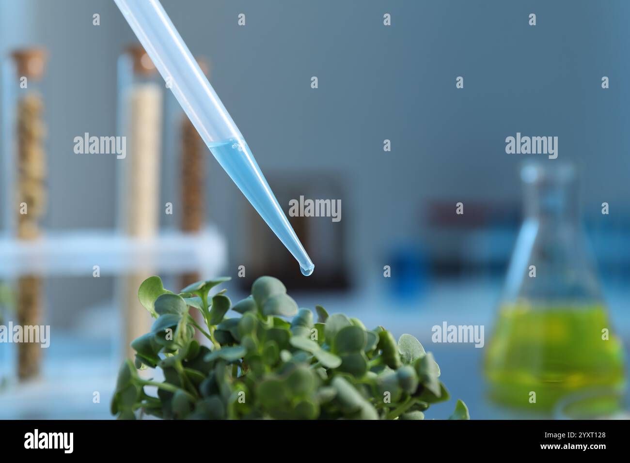 GVO-Konzept. Injektion von Flüssigkeit in Mikrogrün am Tisch im Labor, Nahaufnahme Stockfoto