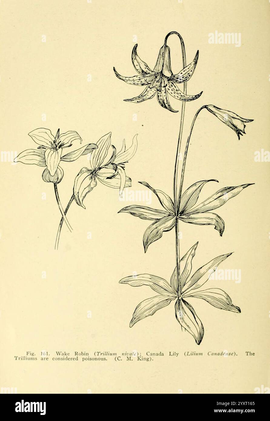Ein Handbuch der giftigen Pflanzen, Cedar Rapids, IA, die Fackelpresse, 1910-11, USA, Giftpflanzen, New York Botanical Garden. die Abbildung zeigt eine detaillierte Darstellung der Canada Lily, wissenschaftlich bekannt als Lilium canadense. Das Kunstwerk zeigt die eleganten, röhrenförmigen Blumen mit wiederkehrenden Blütenblättern, die ihre gesprenkelten Markierungen hervorheben. Die zentrale Blüte wird durch zusätzliche florale Skizzen ergänzt, die die unverwechselbare Form und Struktur der Lilie betonen. Die Blätter sind mit zarten Details dargestellt, die ihre langgezogenen, lanzenartigen Formen, die aus dem Stiel hervorgehen, zeigen. Stockfoto