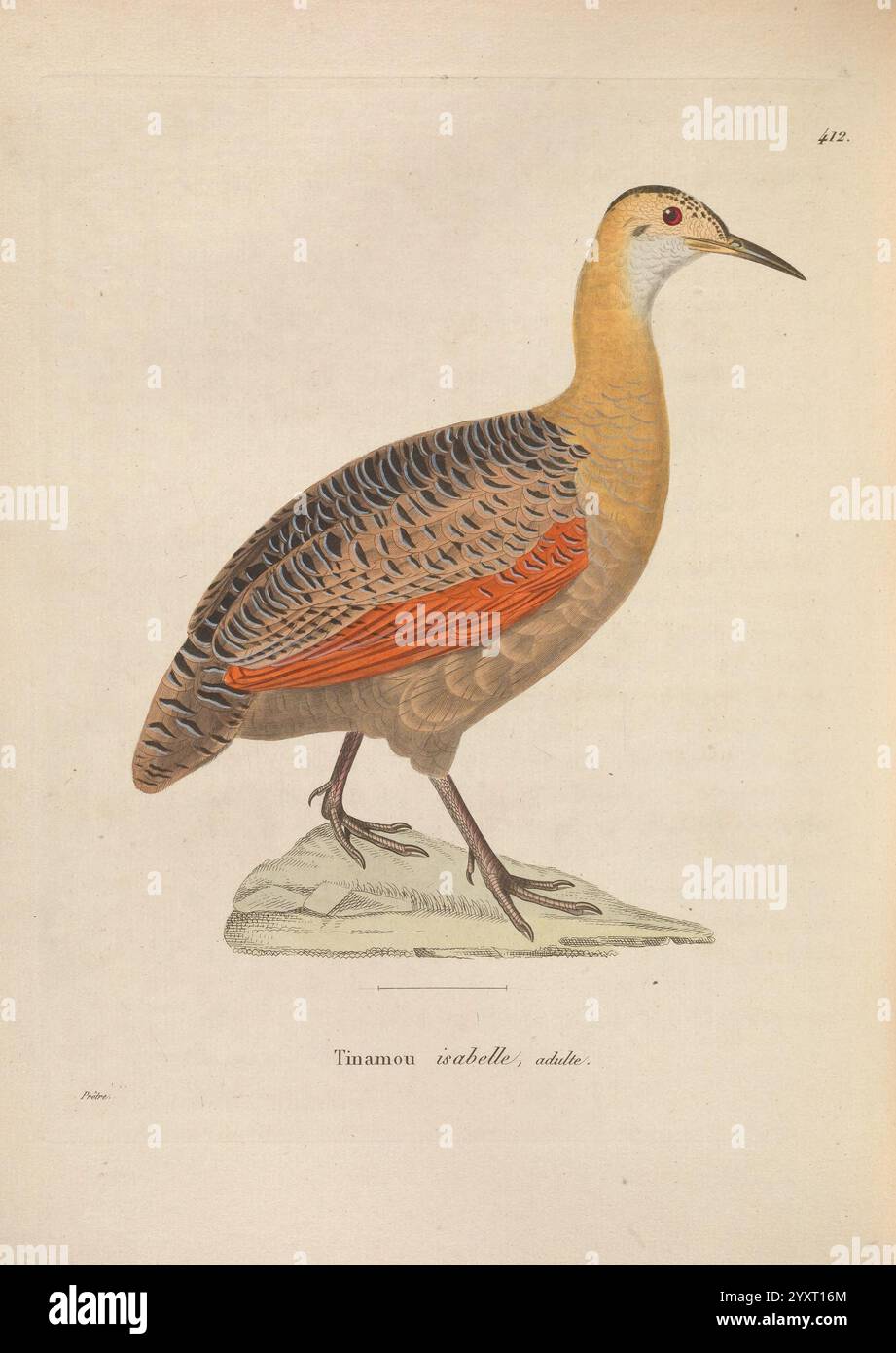 Nouveau recueil de Planches coloriées d'oiseaux A Strasbourg Chez Levrault Imbert et Comp 1838 Vogelmalereien, Eine detaillierte Illustration eines Vogels mit seinen charakteristischen Merkmalen. Diese Art zeichnet sich durch einen schlanken Körper mit einer Mischung aus Erdtönen im Gefieder aus. Die Federn weisen Brauntöne und einen auffälligen rötlich-orangen Fleck auf der Seite auf, der dem Gesamtbild einen Farbtupfer verleiht. Der Vogel steht aufrecht auf einem kleinen Felsen und betont seine langen Beine und seine elegante Haltung. Der Kopf ist leicht zur Seite gedreht, was einen zarten Schnabel und ein aufmerksames Auge offenbart, sugg Stockfoto