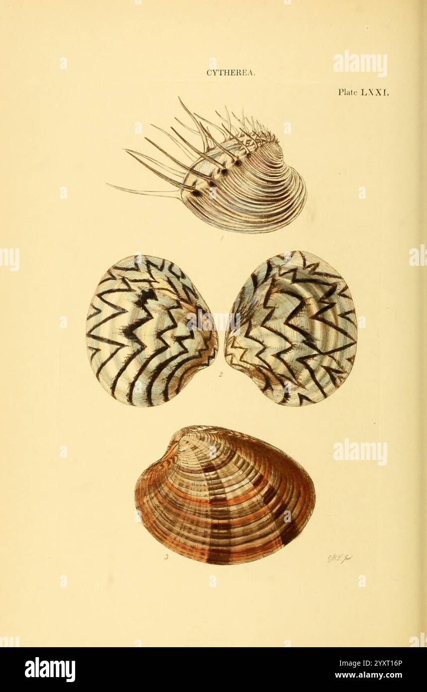 Conchologia systematica, oder vollständiges System der Conchologie London, Longman, Brown, Green and Longmans, 1841–1842. Mollusks, Muscheln, diese Illustration zeigt eine Sammlung aufwändig gestalteter Muscheln, die ihre verschiedenen Formen und Muster zeigen. Die Oberschale ist längs mit feinen, zarten Vorsprüngen entlang der Kante gestreckt, während die beiden darunter liegenden Schalen markante Zickzack-Muster in Kontrastfarben aufweisen. Das Arrangement unterstreicht die einzigartigen Texturen und die natürliche Kunstfertigkeit der Meereslebewesen und unterstreicht sowohl die Eleganz als auch die Vielfalt dieser Weichtierstrukturen. Die detaillierte Darstellung al Stockfoto