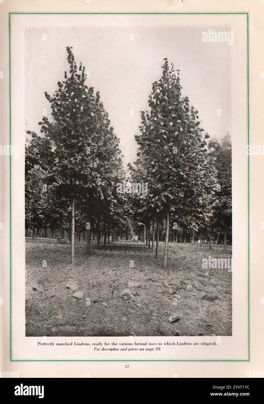 Zierbäume, Bäume, Linden, New York State, Kataloge, Zierbäume, Amawalk, Baumschulen, Baumschulen, Gartenbau, Linden, Amawalk Gärtnerei, die Szene zeigt eine Reihe perfekt ausgerichteter Lindenbäume, die ihre symmetrische Platzierung und ihr gesundes Laub zeigen. Jeder Baum steht hoch und trägt zu einer ruhigen und organisierten Landschaft bei, die die Präzision des Anbauprozesses unterstreicht. Der Boden darunter ist frei von Unkraut, was die Sorgfalt bei der Pflege dieses Bereichs unterstreicht. Diese Umgebung spiegelt die Schönheit des systematischen Gartenbaus und seine Rolle bei der Schaffung ästhetisch ansprechender en wider Stockfoto