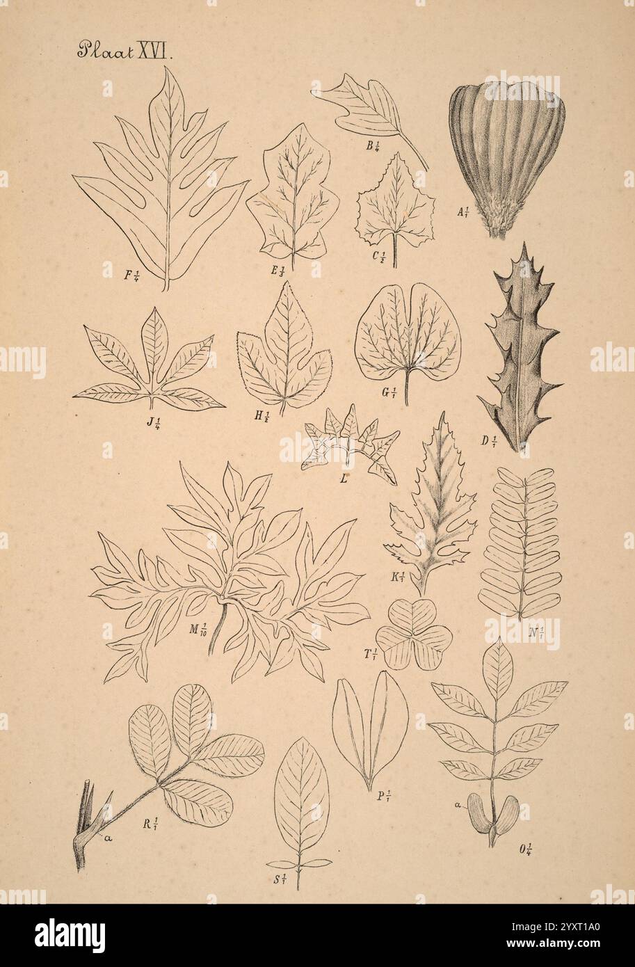 Plantenkunde voor Indie Semarang G. C. T. Van Dorp & Co. 1892 Indonesia Plants zeigt die Illustration eine vielfältige Sammlung botanischer Blattproben, die methodisch auf einem Hintergrund von weichem Farbton angeordnet sind. Jedes Blatt ist zur Identifizierung mit Buchstaben und Zahlen gekennzeichnet, die ihre einzigartigen Formen und Texturen hervorheben. Die Sorte umfasst längliche, gezackte und gelappte Blätter, die verschiedene Arten und ihre besonderen Merkmale widerspiegeln. Die akribische Detaillierung betont die Adern und Kanten jedes Blattes und ist somit eine wertvolle Referenz für botanische Studien oder Klassifizierungen. Stockfoto