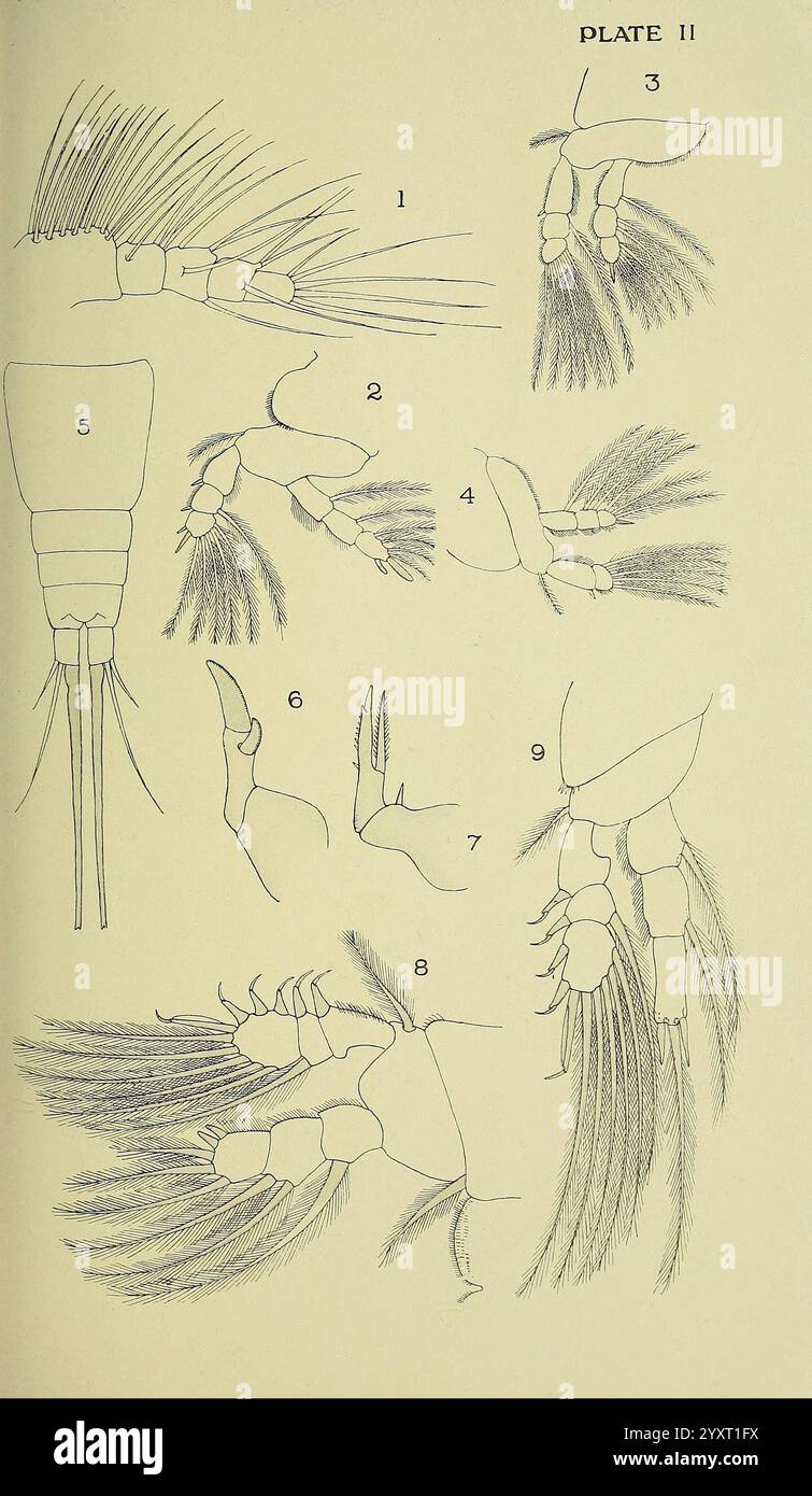 Der britische Parasit Copepoda, London, 1913, Großbritannien, Parasiten, Fische, Krustentiere, Copepoda, die Abbildung zeigt eine Reihe von beschrifteten Skizzen, die die Anatomie einer Garnele detailliert beschreiben. Jede Figur hebt verschiedene Teile der Morphologie der Garnelen hervor und zeigt Merkmale wie Antennen, Beine und Schwanz. Die Sequenz zeigt verschiedene Perspektiven und Phasen, was ein umfassendes Verständnis der anatomischen Struktur der Garnelen ermöglicht. Das Diagramm betont bestimmte Features, wobei die Zahlen den Beschriftungen entsprechen, die zusätzlichen Kontext für jedes Teil bieten, was das erleichtert Stockfoto