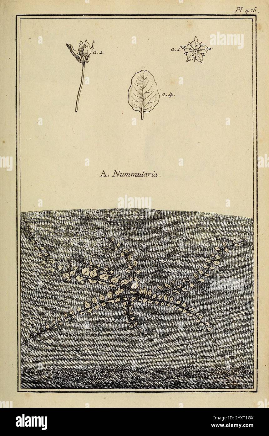 Les Figures des plantes et animaux d'use en medecine Paris Desprez 1764-1765 materia medica Bildwerke Medicinal plants nummularia, die Illustration zeigt eine detaillierte botanische Darstellung der Art Nummularia. Im oberen Abschnitt werden drei verschiedene Elemente dargestellt: Das erste zeigt eine Nahaufnahme eines Blattes, das zweite zeigt eine Blume oder Samenkapsel und das dritte zeigt zusätzliche florale Details. Unten liegt der Schwerpunkt auf der komplizierten Struktur der Nummularia, die ihre weitläufige, verzweigte Form mit mehreren Blättern entlang der Stiele zeigt. Die Komposition betont t Stockfoto