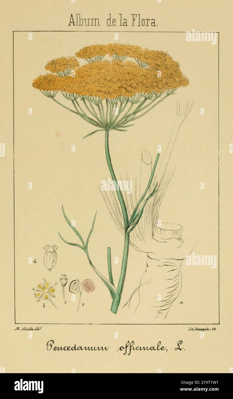 Album de la Flora me?Dico-Farmace?utica e? Industrie, Indi?gena y exo?tica Madrid impr. De la Galeria literaria 1862-64 Botanik ökonomische medizinische Pflanzen Bildwerke der New York Botanical Garden Malcalde zeigt eine botanische Zeichnung einer blühenden Pflanze, bekannt als **Ferula communis**, gemeinhin als Riesenfenchel bezeichnet. Hervorzuheben ist die große, schirmförmige Gruppe gelber Blumen, die von einem hohen, eleganten Stiel hoch gehalten wird. Das Hauptbild wird von detaillierten Skizzen der Fortpflanzungsstrukturen der Pflanze begleitet, darunter mehrere Blütenformen und eine Darstellung o Stockfoto