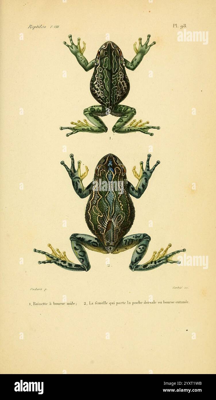 Erpetologie générale, ou, Histoire naturelle complète des reptiles Paris, Roret, 1834-1854. Amphibien, Herpetologie, Reptilien, Hylamarsupiata, Gastrothecamarsupiata, Beutelfrosch, Bltum, Blig, Dailysciart, André Marie Constant Duméril, Auguste Henri André Duméril, Gabriel Bibron, Paul Louis Oudart, eine Illustration zeigt zwei Frösche, die mit komplizierten Details gerendert sind, die ihre anatomischen Eigenschaften und leuchtenden Farben zeigen. Der Oberfrosch zeigt eine glatte, glänzende Hautstruktur mit markanten, dunklen Streifen, die über den Rücken laufen, und auffälligen Grüntönen. Seine Gliedmaßen sind gestreckt, verschwindet Stockfoto