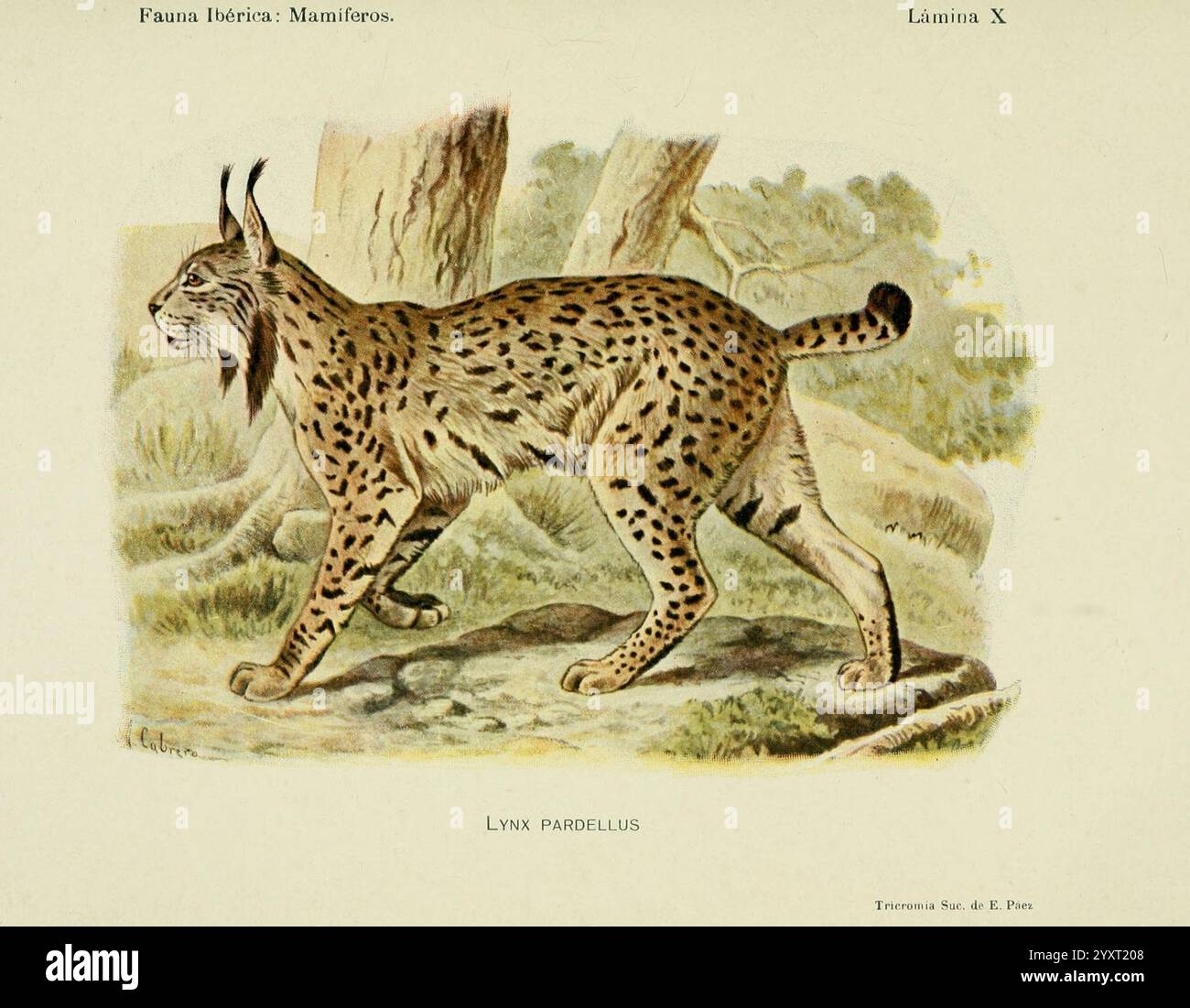 Fauna ibérica, Säugetiere, Madrid, Museo Nacional de Ciencias Naturales, 1914, Säugetiere, Spanien, Lynx pardinus, lynx, eine Illustration eines Luchses in dynamischer Pose, die seine charakteristischen Merkmale wie getuftete Ohren und gepunktetes Fell zeigt. Der Luchs ist in der Mitte des Sprunges dargestellt und unterstreicht seine bewegliche Körperform und seine kraftvollen Gliedmaßen. Das Tier ist umgeben von stilisierten Bäumen und Laub, die eine natürliche Umgebung bieten, die den Lebensraum des Luchses betont. Das Kunstwerk unterstreicht die Eleganz und Stärke dieser wilden Katze und fängt das Wesen ihres natürlichen Verhaltens ein. Stockfoto