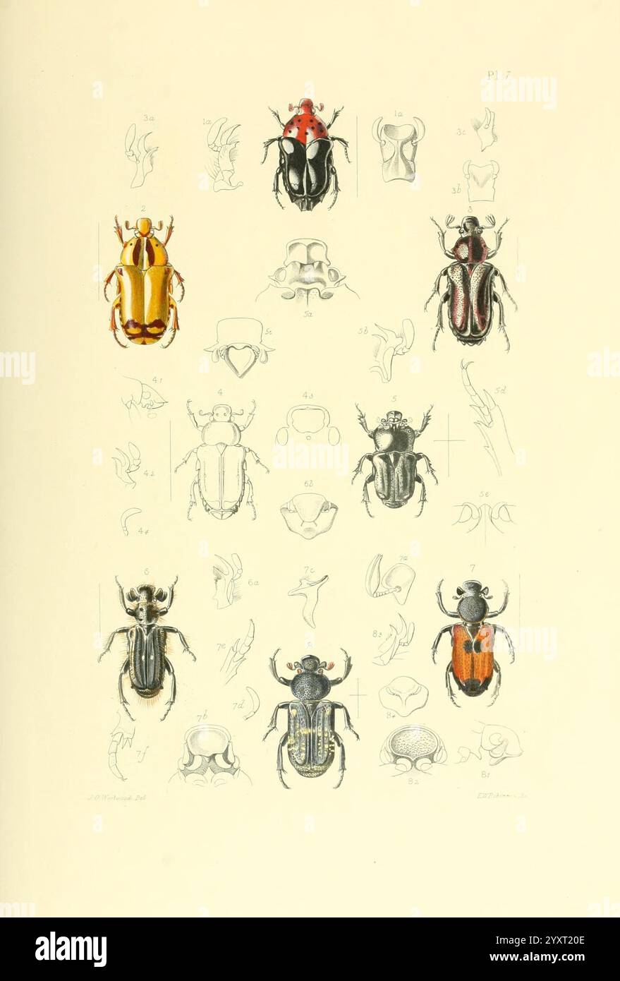 Thesaurus entomologicus Oxoniensis, Oxford, bei der Clarendon Press, 1874. Insekten, Identifizierung, Arthropoda, Entomologie, Klassifizierung, Arthropoden, diese Abbildung zeigt eine Vielzahl von Käfern, angeordnet in einem geordneten Raster. Jedes Exemplar wird mit wissenschaftlicher Präzision präsentiert, wobei verschiedene Arten durch detaillierte Zeichnungen hervorgehoben werden. Im oberen Bereich befindet sich ein leuchtender Rot- und Gelbkäfer, während unten verschiedene Schwarz- und Brauntöne einen Einblick in die Vielfalt dieser Insektengruppe bieten. Um diese zentralen Figuren herum befinden sich zusätzliche Skizzen, die anatomische Merkmale und den Kopf darstellen Stockfoto