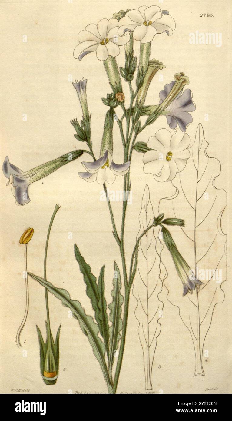 Curtis's Botanical Magazine London New York usw. Botanik Zeitschriften Bildwerke Curtis, die Illustration zeigt eine botanische Studie einer blühenden Pflanze, die sich durch ihre langen Stämme und Haufen von zarten Blüten charakterisiert. Die Blüten weisen eine Mischung aus weißen und violetten Tönen auf und zeigen eine Reihe von Blütenblättern, einschließlich trompetenartiger Formen. Die primäre Darstellung wird durch detaillierte Skizzen der Anatomie der Pflanze ergänzt, die Merkmale wie die langen Blätter und die Struktur der Knospen hervorheben. Jedes Segment ist sorgfältig beschriftet, um Einblicke in die verschiedenen Teile des PL zu erhalten Stockfoto