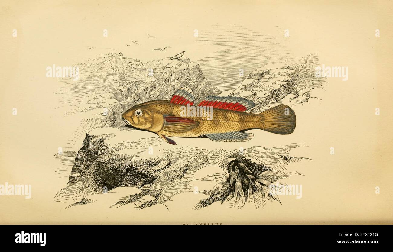 Eine Geschichte der Fische der Britischen Inseln 1862-65 Fische aus Großbritannien, Eine wunderschöne detaillierte Abbildung eines Fisches, die seine lebhaften Farben und einzigartigen Merkmale zeigt. Der Fisch hat einen stromlinienförmigen Körper mit einer markanten Rückenflosse und markanten roten und blauen Akzenten an den Seiten und Flossen. Sie ist in der Nähe einer felsigen Unterwasserlandschaft dargestellt, umgeben von filigranen Linien, die Strömungen und Strukturen der Umgebung anzeigen. Der Hintergrund zeigt subtile Elemente des Wasserlebens und felsige Formationen, die den natürlichen Lebensraum der Fische verbessern. Dieses Stück strahlt ein Gefühl von Ruhe und s aus Stockfoto Eine Geschichte der Fische der Britischen Inseln 1862-65 Fische aus Großbritannien, Eine wunderschöne detaillierte Abbildung eines Fisches, die seine lebhaften Farben und einzigartigen Merkmale zeigt. Der Fisch hat einen stromlinienförmigen Körper mit einer markanten Rückenflosse und markanten roten und blauen Akzenten an den Seiten und Flossen. Sie ist in der Nähe einer felsigen Unterwasserlandschaft dargestellt, umgeben von filigranen Linien, die Strömungen und Strukturen der Umgebung anzeigen. Der Hintergrund zeigt subtile Elemente des Wasserlebens und felsige Formationen, die den natürlichen Lebensraum der Fische verbessern. Dieses Stück strahlt ein Gefühl von Ruhe und s aus Stockfoto