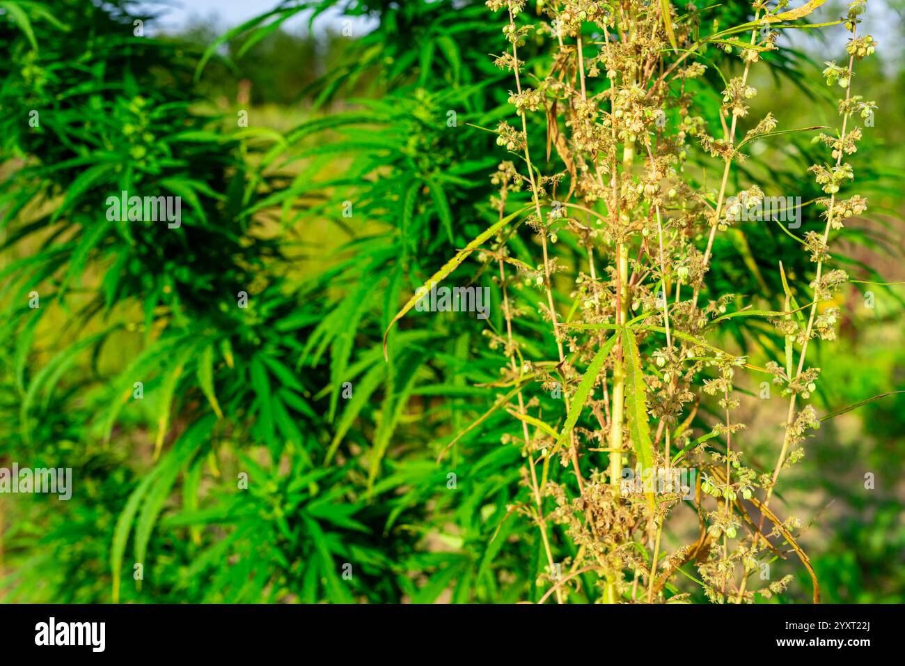 Eine Cannabispflanze steht hoch mit leuchtend grünen Blättern und Reifen Knospen und gedeiht in einer natürlichen Umgebung im Freien unter hellem Sonnenlicht. Die gesunde g Stockfoto