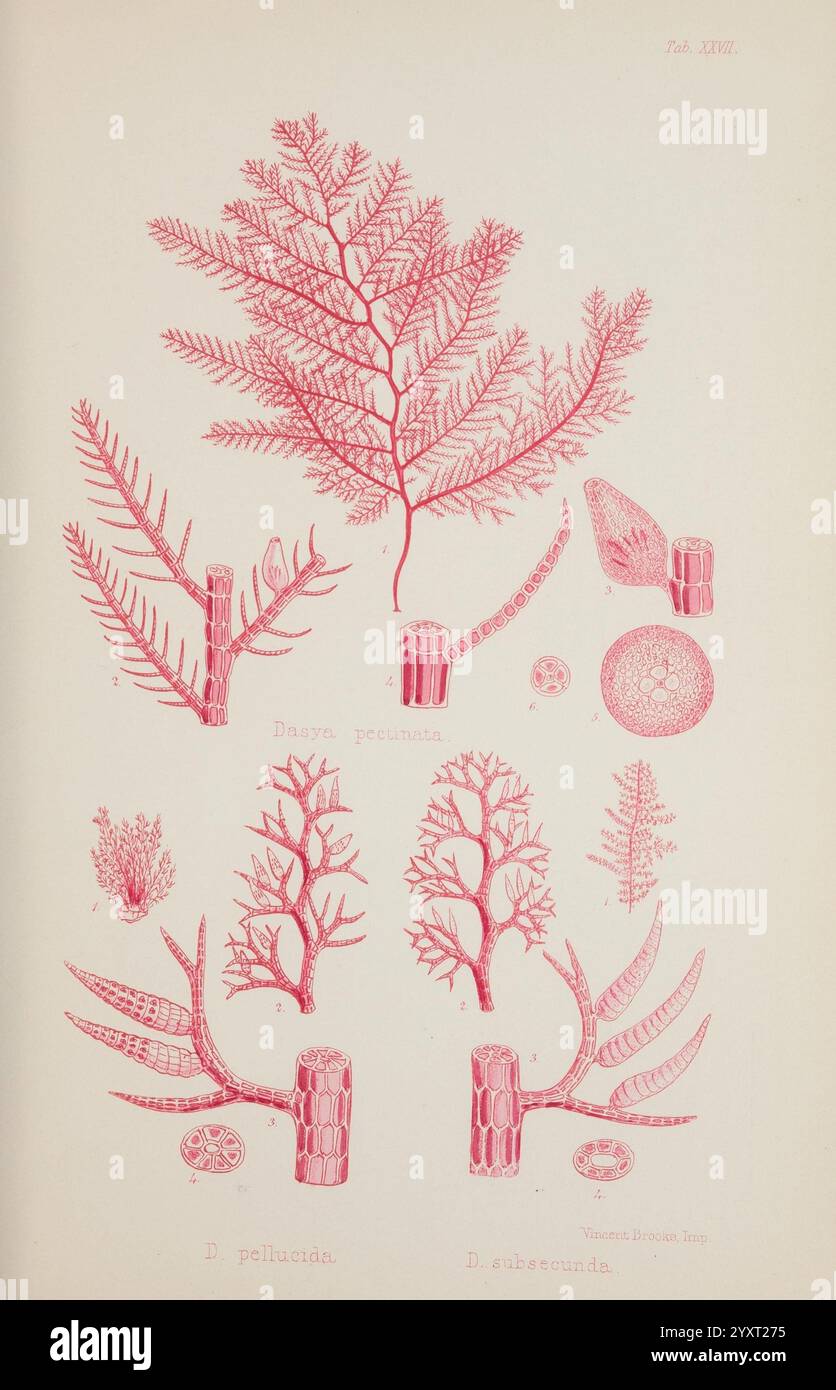 Nereis australis, Algen des südlichen Ozeans, London, Reeve Brothers, 1847-1849, Algen, Indischer Ozean, Antarktis, Pazifik, Algen, Museum Victoria, Meeresalgen, William Henry Harvey, Dasya subsecunda, Künstler Via VZQ259531, Dasya pectinata, die biologische Vielfalt der Meere, Dasya pellucida, zeigt komplexe botanische Formen, in denen besonders verschiedene Arten von Meeresalgen zu sehen sind. Oben zeigen zart verzweigte Strukturen, die als *Batrachospermum pericuma* gekennzeichnet sind, eine gefiederte Textur, die die charakteristische Morphologie von Rotalgen veranschaulicht. Im Folgenden sind zwei unterschiedliche Proben präpariert Stockfoto