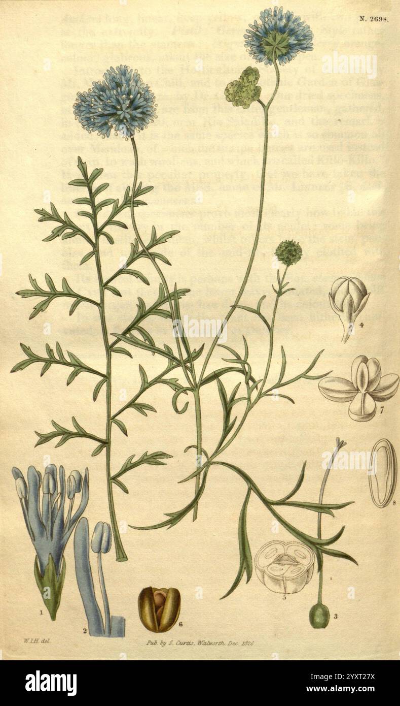 Curtis's Botanical Magazine, London, New York, Botanical Illustration, Botanical Zeitschriften, Bildwerke, Pflanzen Ornamental, Curtis, diese Illustration zeigt eine Pflanze mit zarten blauen Blütentrauben auf schmalen grünen Stielen. Es werden mehrere detaillierte Ansichten präsentiert, darunter Nahaufnahmen der Blütenstruktur, die die Anordnung der Blütenblätter und Fortpflanzungsorgane zeigen. Neben der Hauptpflanze heben weitere markierte Segmente die Samenkapsel, die Samen und verschiedene Blumenbestandteile hervor, was eine umfassende botanische Studie ermöglicht. Die komplizierte Linienführung und die sanfte Farbgebung verleihen dem die Schönheit des Stockfoto